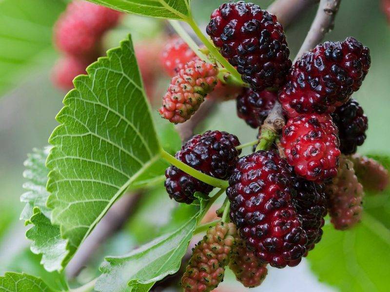 Шелковица купить саженцы из питомнике в Сызрани
