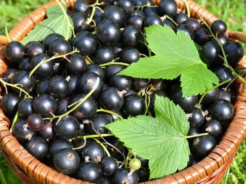 Смородина купить саженцы из питомника в Сызрани