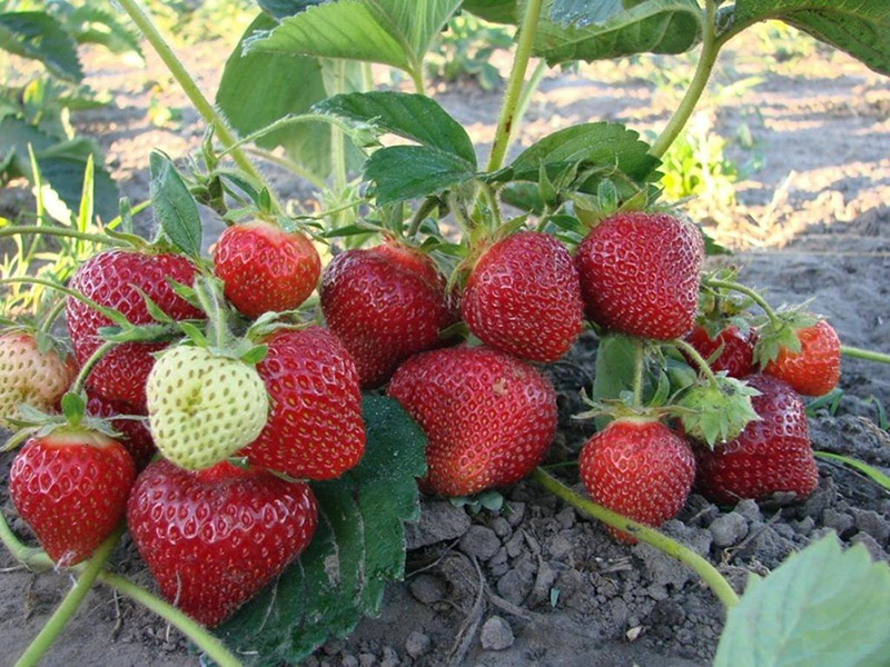 Клубника купить саженцы из питомника в Сызрани