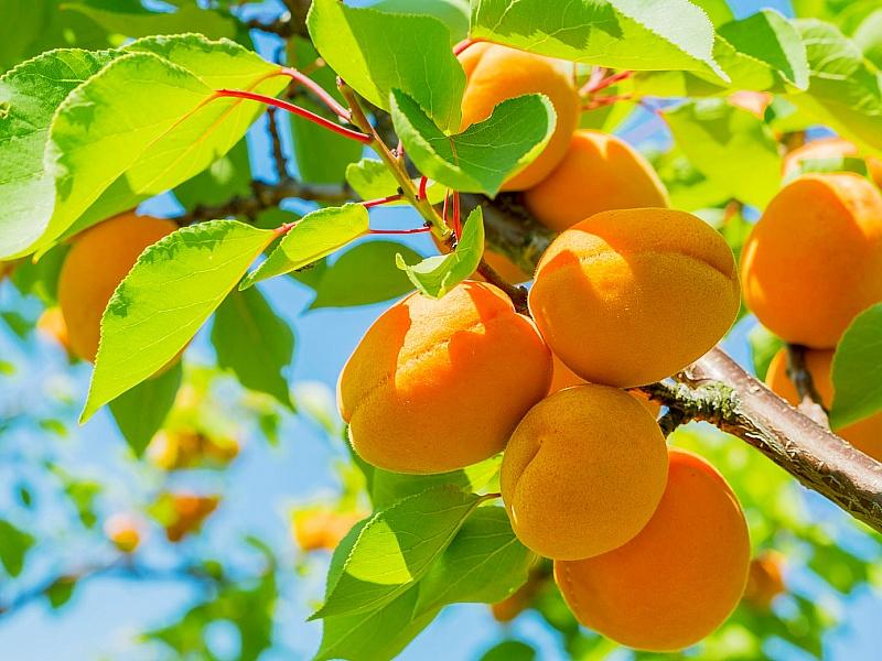 Абрикос купить саженцы из питомнике в Сызрани