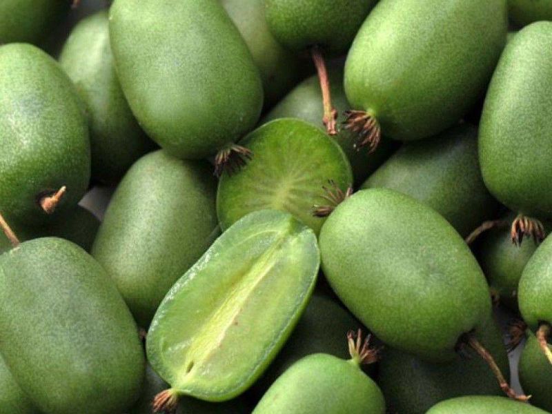 Актинидия купить саженцы из питомнике в Сызрани