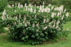Каштан Конский Мелкоцветный