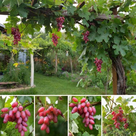 Виноград "БАГРОВЫЙ" ранний