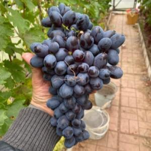 Виноград "ЛОРД"